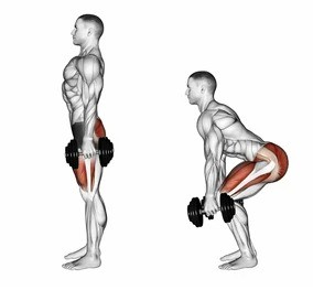 Deadlifts Using dumbbells