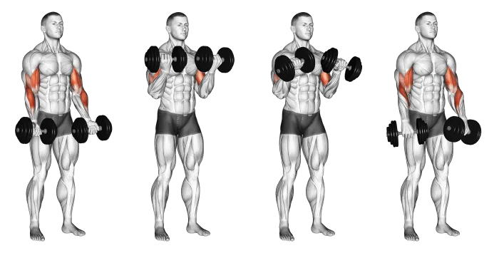 back and bicep dumbbell workout